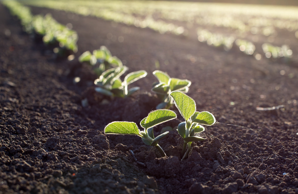 Storywhiz connecting Vihari Farms’ organic lifestyle to health-conscious consumers.