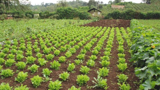 Storywhiz connecting Vihari Farms’ organic lifestyle to health-conscious consumers.