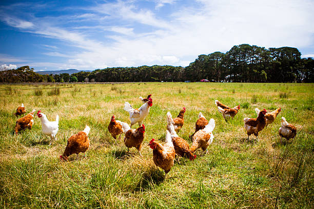 Promoting 100% organic produce and meats by Storywhiz for Vihari Farms.