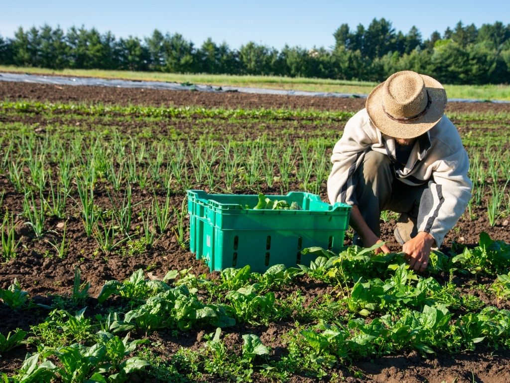 Storywhiz connecting Vihari Farms’ organic lifestyle to health-conscious consumers.
